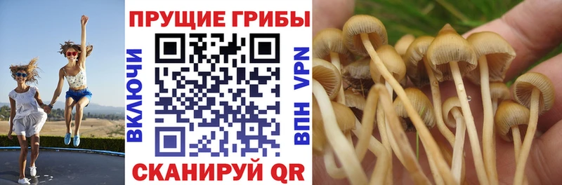 Псилоцибиновые грибы Psilocybe Хвалынск